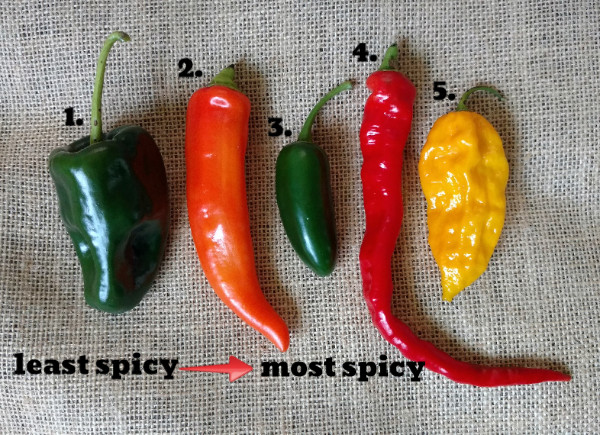 A Pepper Primer – Root Mass Farm